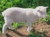 Lamb2.jpg